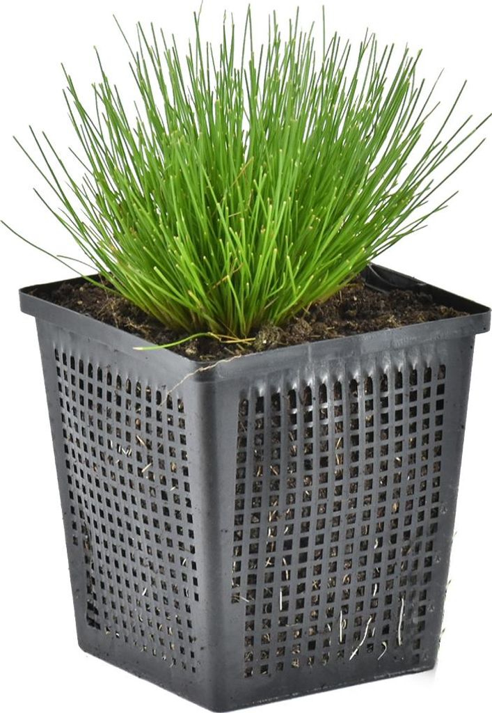 Bloomique - Scirpus Cernuus - Scirpe retombant - Plantes de Image du produit 