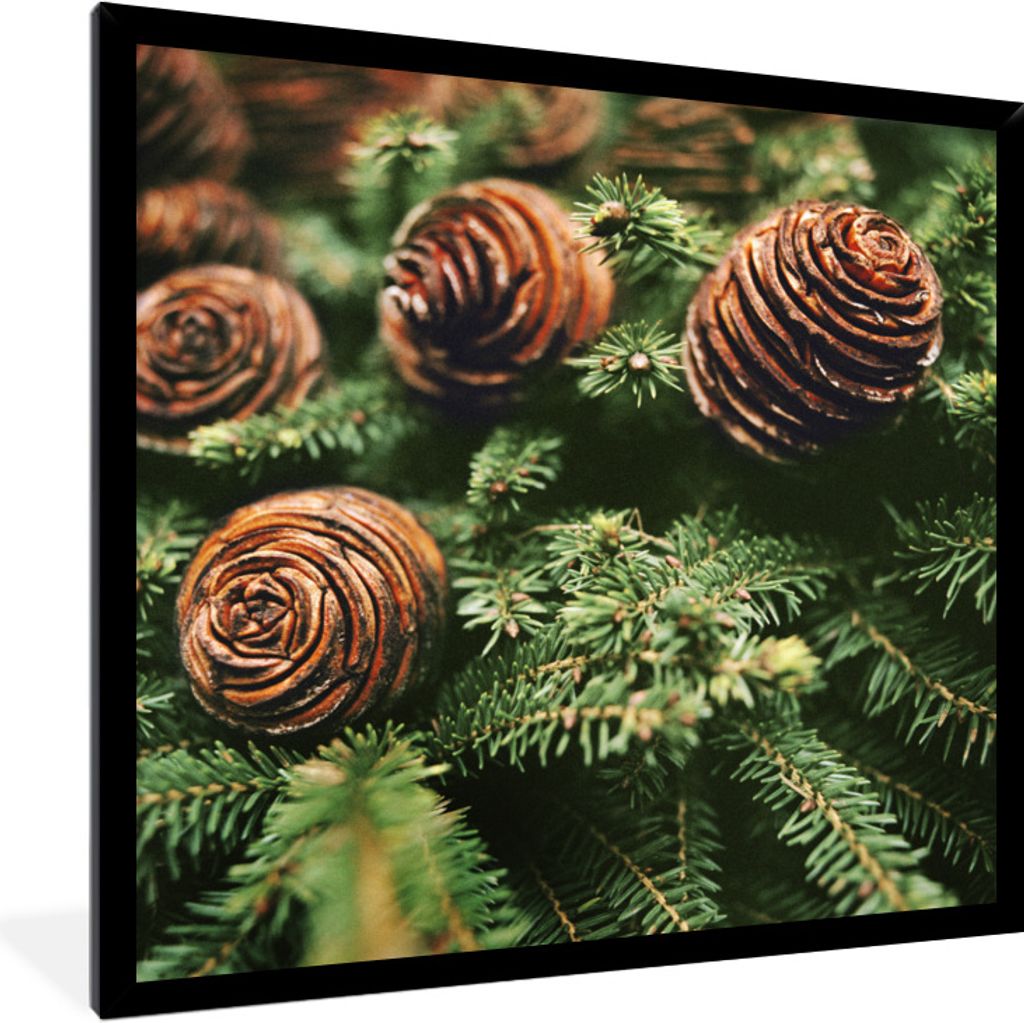 MuchoWow Gerahmtes Poster Eine Nahaufnahme von Tannenzapfen am Weihnachtsbaum 40x40 cm - Poster mit Schwarzem Bilderrahmen Wandposter Rahmen Foto...