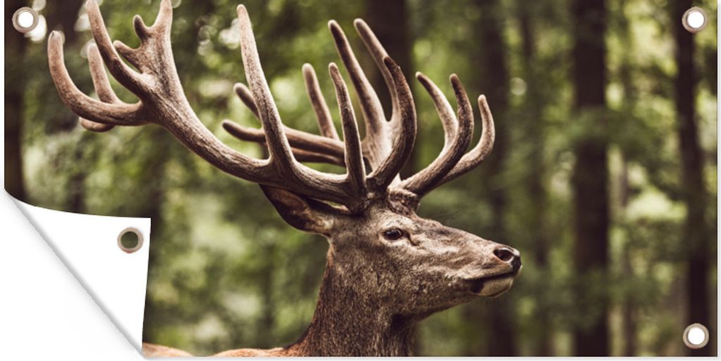 MuchoWow 80x40 cm Outdoor-Poster Gartendeko Sichtschutz Garten Poster für den Garten Hirsch - Natur - Geweih - Wald - Tiere
