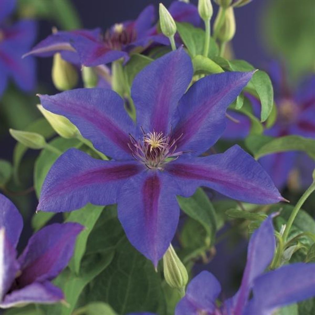 Clematis Mrs N Thompson – Großblumige Waldrebe, Produktbild 