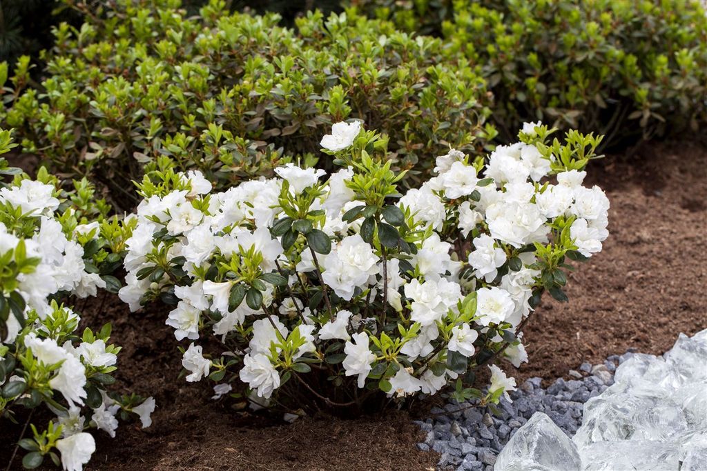 Rhododendron obtusum 'Schneeperle', weiß, 15–20 cm