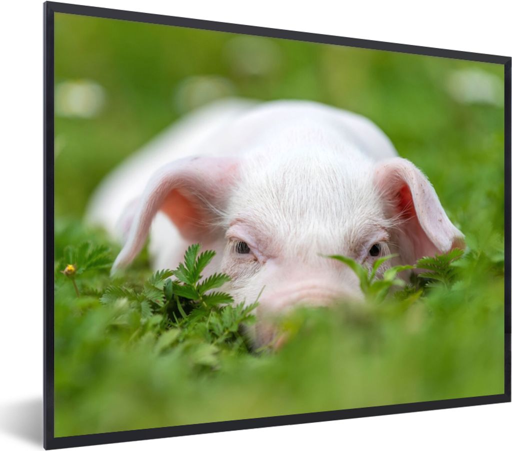 MuchoWow Gerahmtes Poster Schwein - Tiere - Groß 80x60 cm - Poster mit Schwarzem Bilderrahmen Wandposter Rahmen Foto Bilder - Schwarzem - Mit Ge...