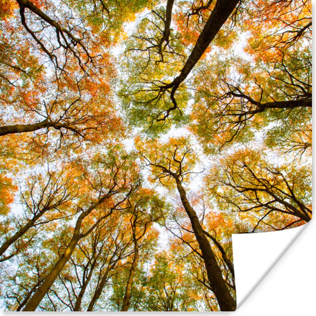 MuchoWow Poster Herbst - Himmel - Baum 30x30 cm - Wandposter - Printing