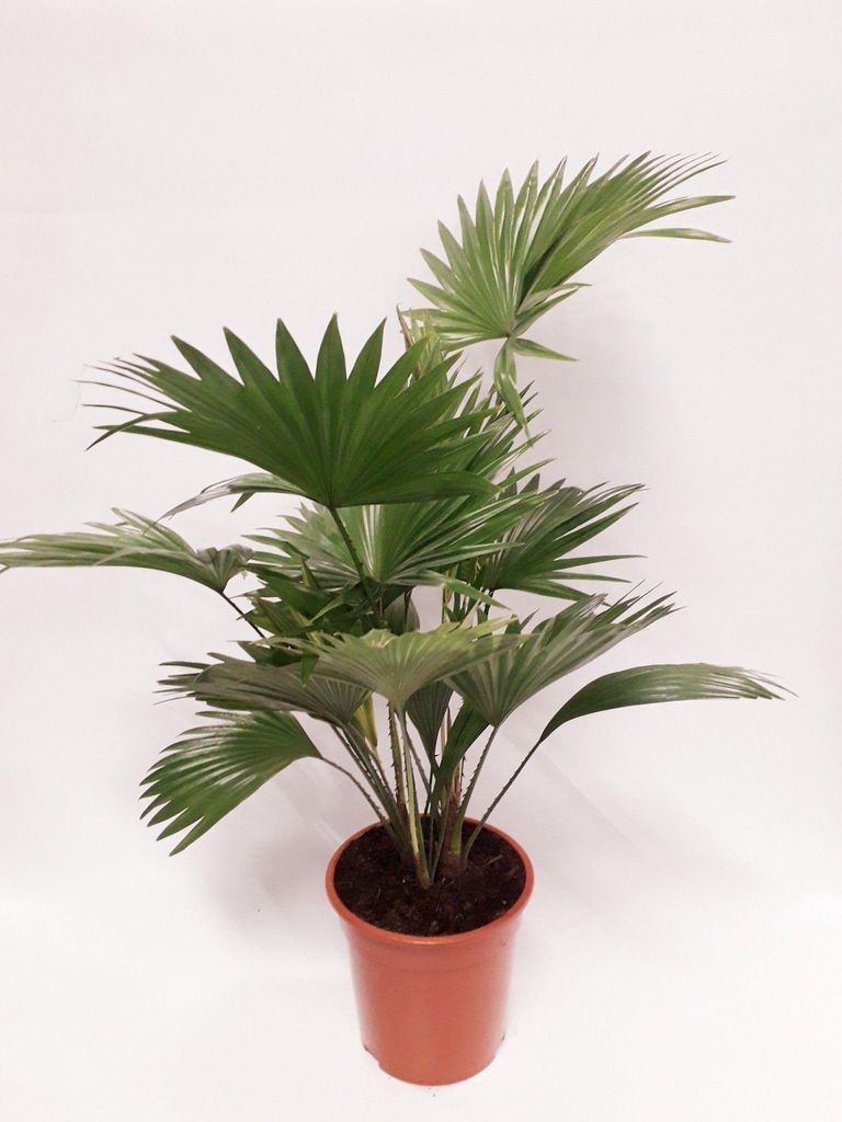 Livistona rotundifolia Palme 75cm