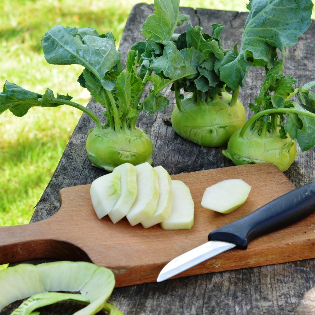Kohlrabi Superschmelz Samen - Brassica oleracea - Produktbild 6