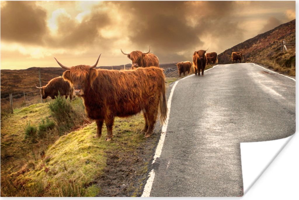 MuchoWow Poster Schottische Hochlandrinds - Himmel - Straße 120x80 cm - Bilder