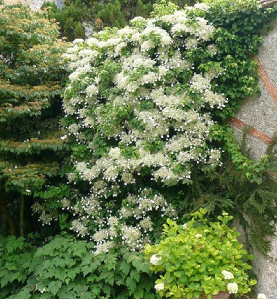 Kletterhortensie, 100-120 cm, Cont. 10 l