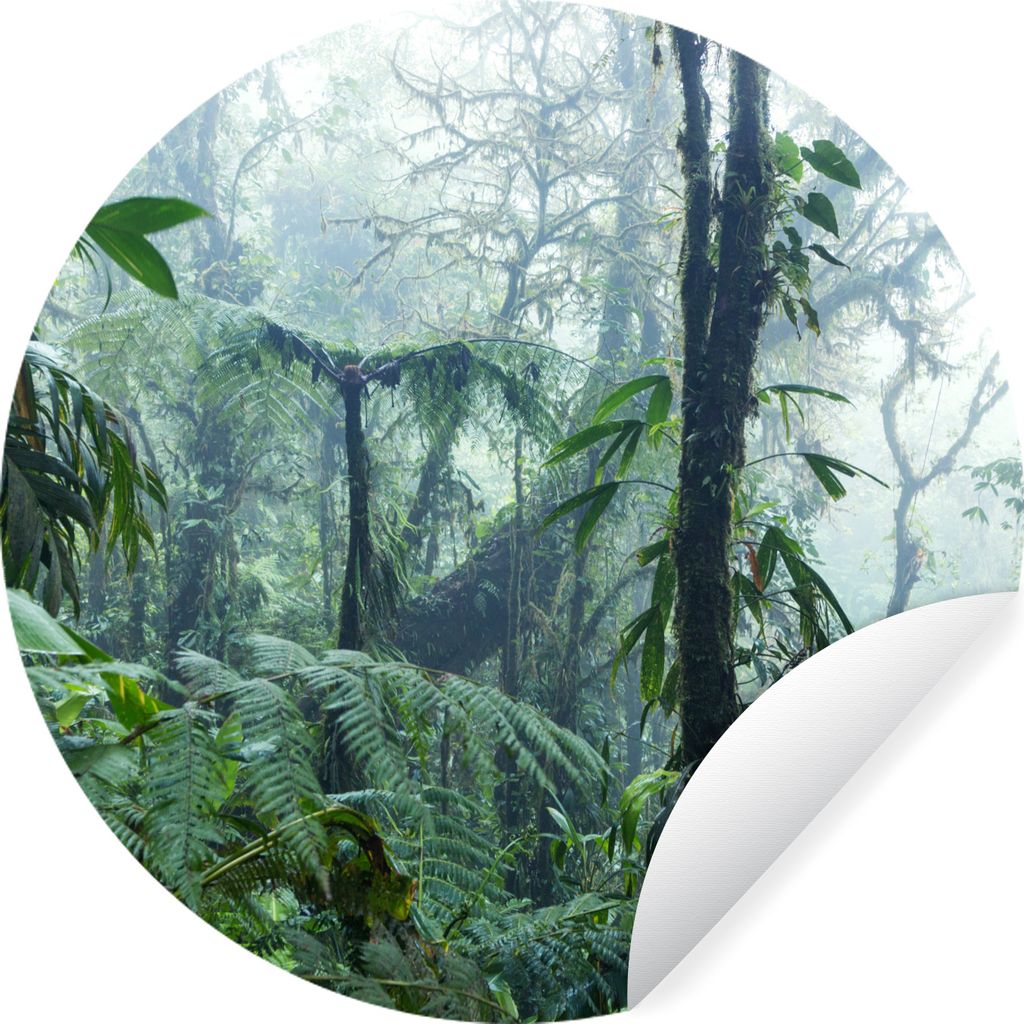MuchoWow Runde Wandtattoo - Wandsticker Tapete Aufkleber Nebliger Regenwald in Costa Rica Ø 80 cm Selbstklebend und Repositionierbar - Wandaufkl...