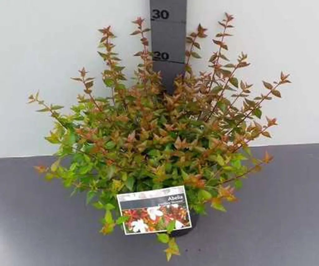 Abelia Sherwood arbuste résistant au gel pour massif fleuri durable