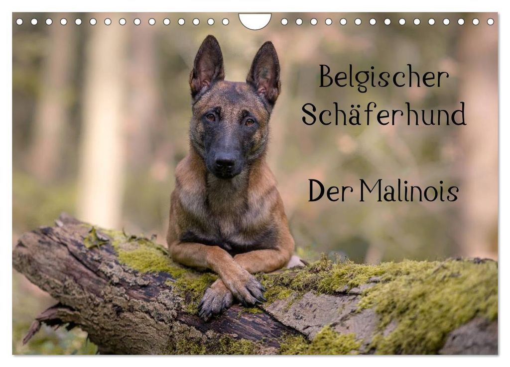 Belgischer Schäferhund - Der Malinois (Wandkalender 2027 DIN A4 quer), CALVENDO Monatskalender