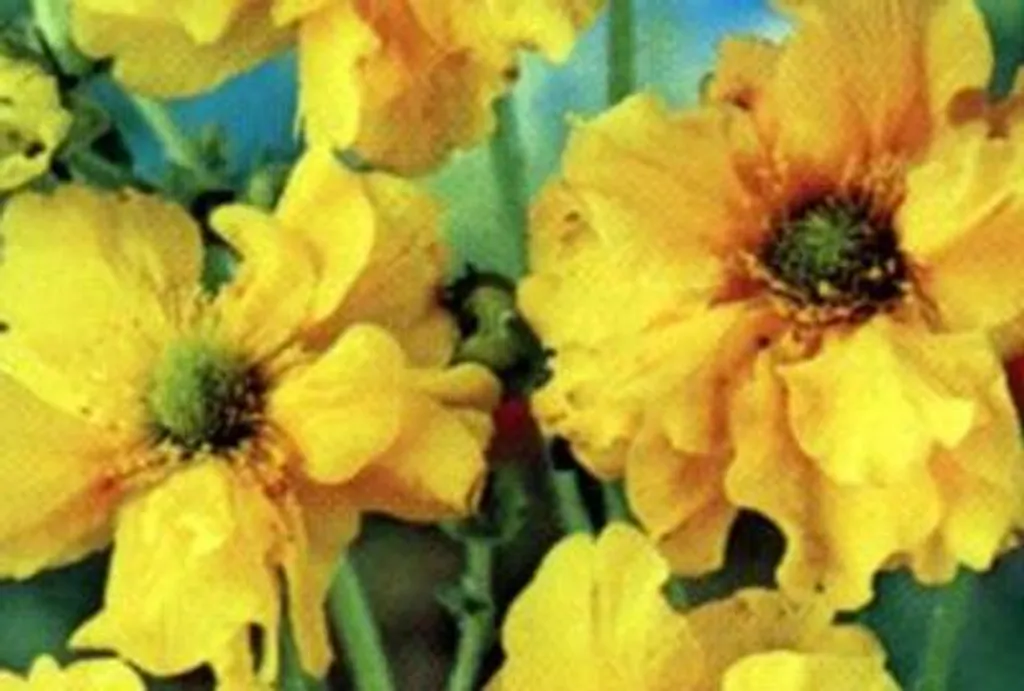 Geum Lady Stratheden Boule d'Or : floraison jaune double x 6 pots