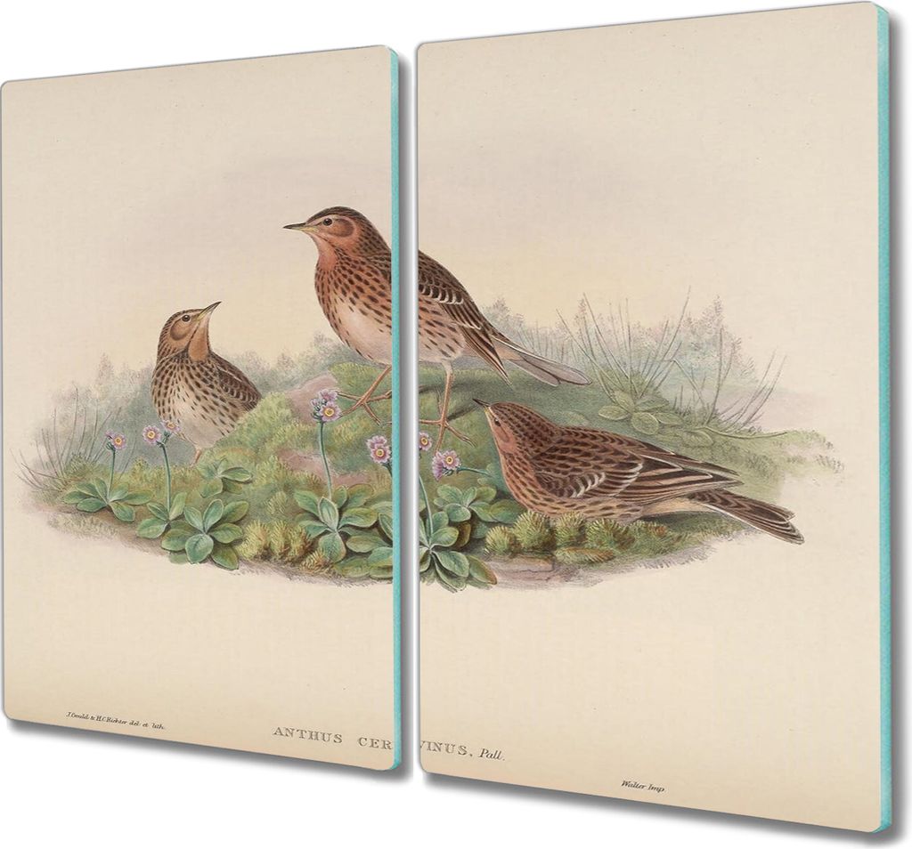 Coloray Hackbrett Herdabdeckplatte 2x30x52 cm Küchenbrett Kochplattenabdeckung Schneidebrett - Vögel Tiere