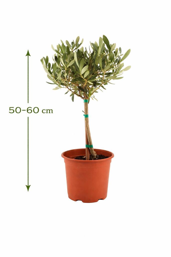 Olivenbaum Stmmchen 5060 cm  Mediterrane Olivenpflanze