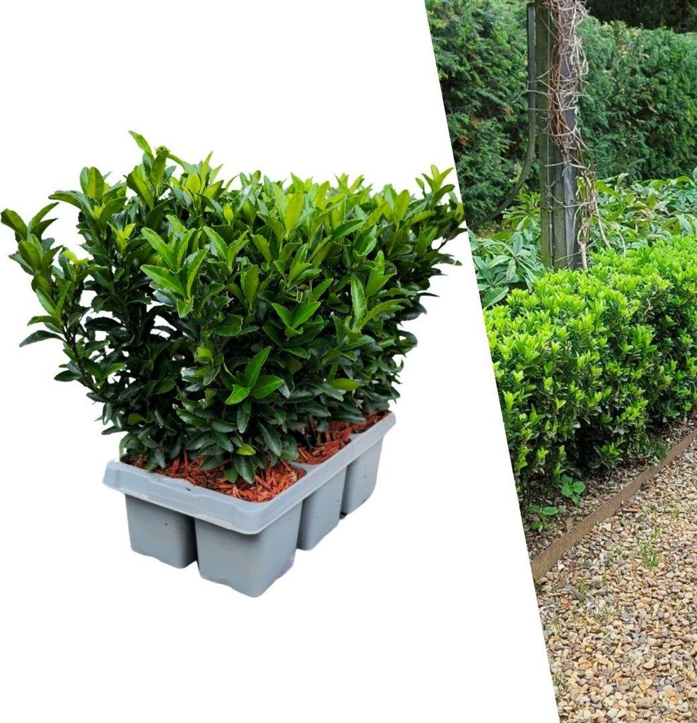 Plants by Frank | 6 Plantes de fusain vert | Euonymus Image du produit 