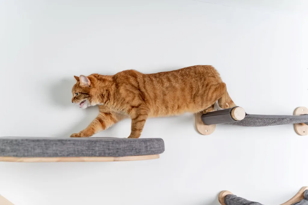 Espace de jeu mural pour chat avec pont gris - Solution Gain de Place