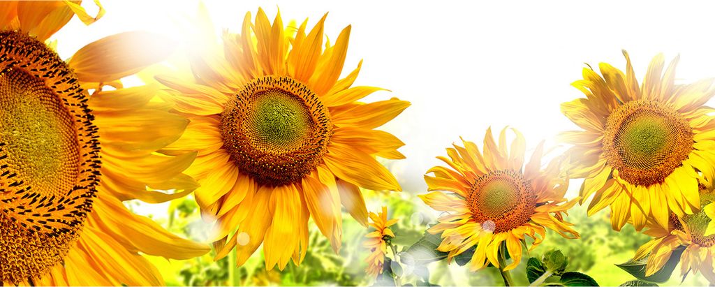 Tulup Küchenrückwand Spritzschutz aus Glas -125x50 -Spritzschutz auf gehärtetes Glas Deko Blumen & Pflanzen Sonnenblumen