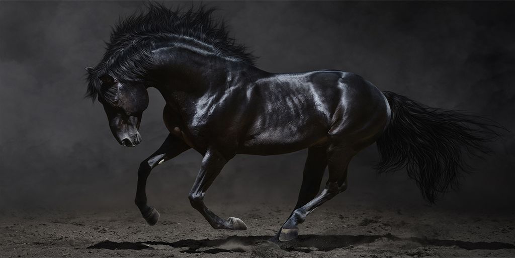 Tulup Küchenrückwand Spritzschutz aus Glas -100x50 -Spritzschutz auf gehärtetes GlasDeko Tiere Schwarzes Pferd