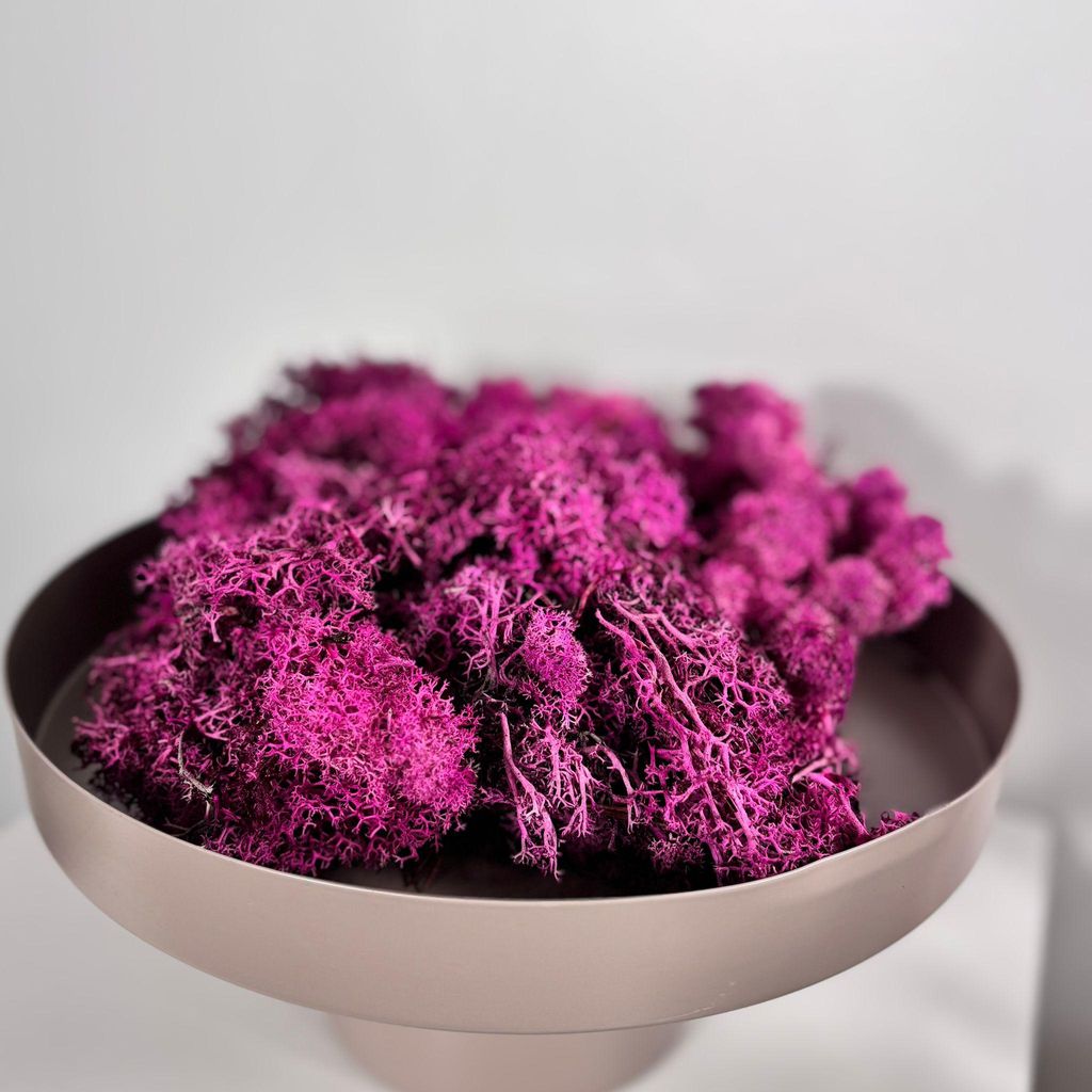 Island Moos 250g 500g Reindeer Moss bunt Deko Moos Wandbild DIY