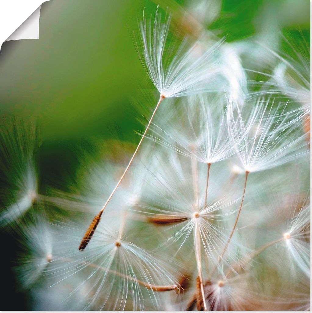 ARTland Poster Pusteblume kuschelweich Größe: 30x30 cm