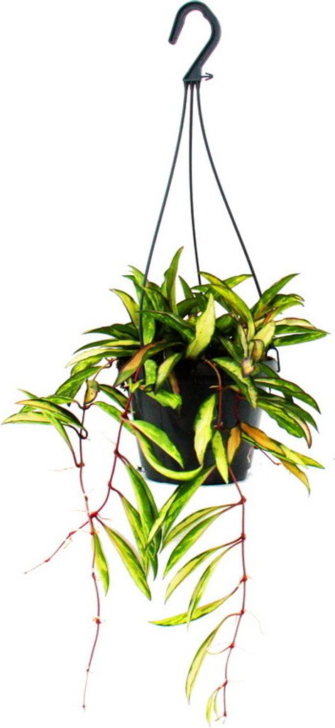 Zimmerpflanze zum Hängen - Hoya wayetii tricolor - Wachsblume 14cm Ampel