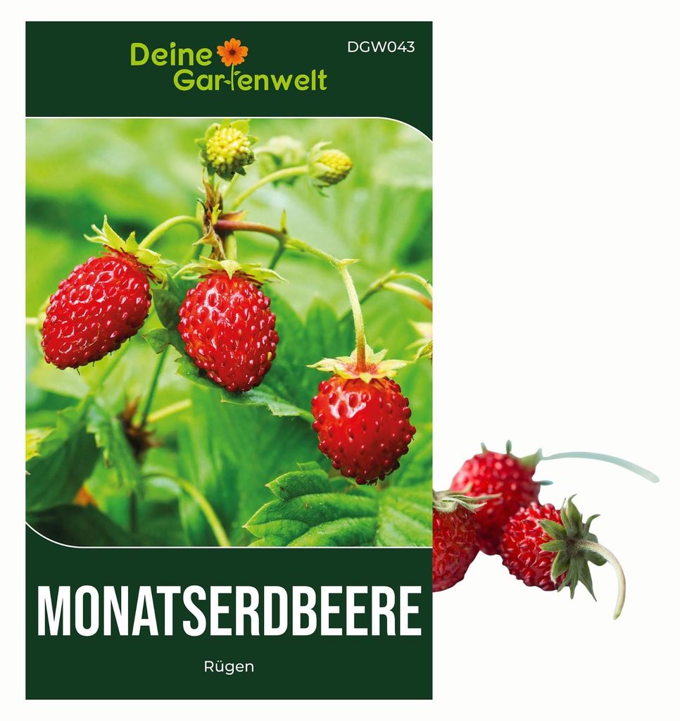 Monatserdbeeren Rügen Samen - Fragaria vesca - Erdbeersamen Produktbild 