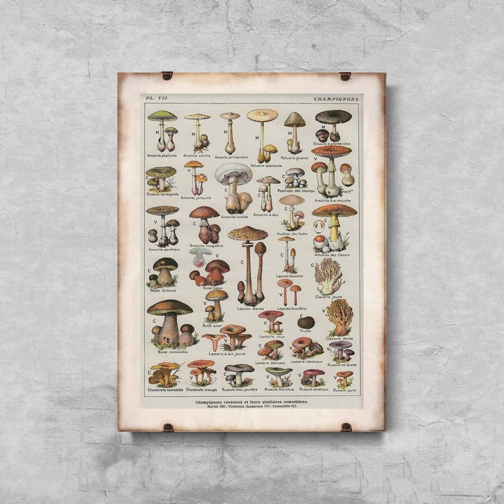Poster - Canvas - Leinwand - 42 cm x 59,4 cm - Botanischer Druck Pilze Pilze