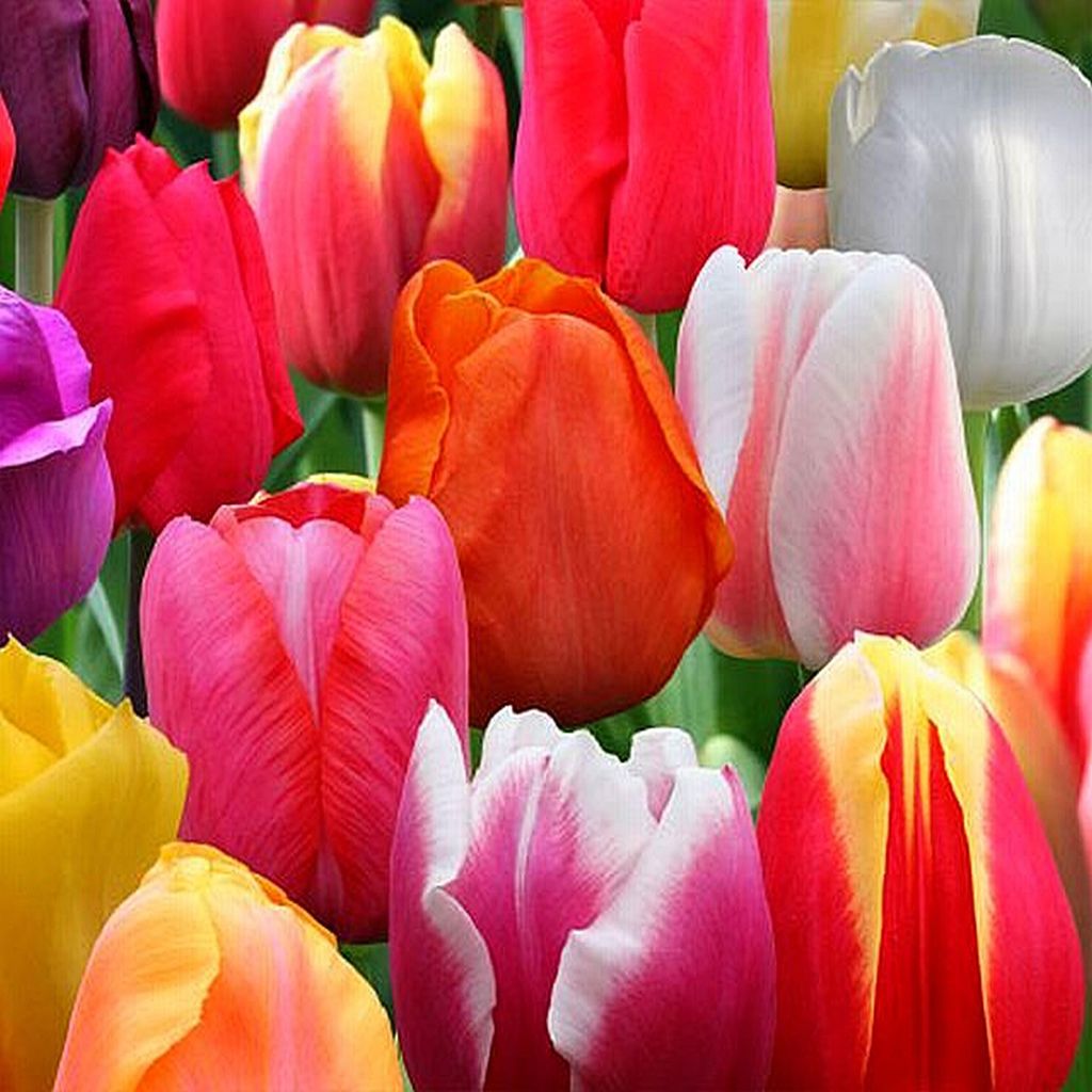 Tulipani Bulbi Bulbi Fiori Mix di tulipani singoli a Immagine del prodotto 