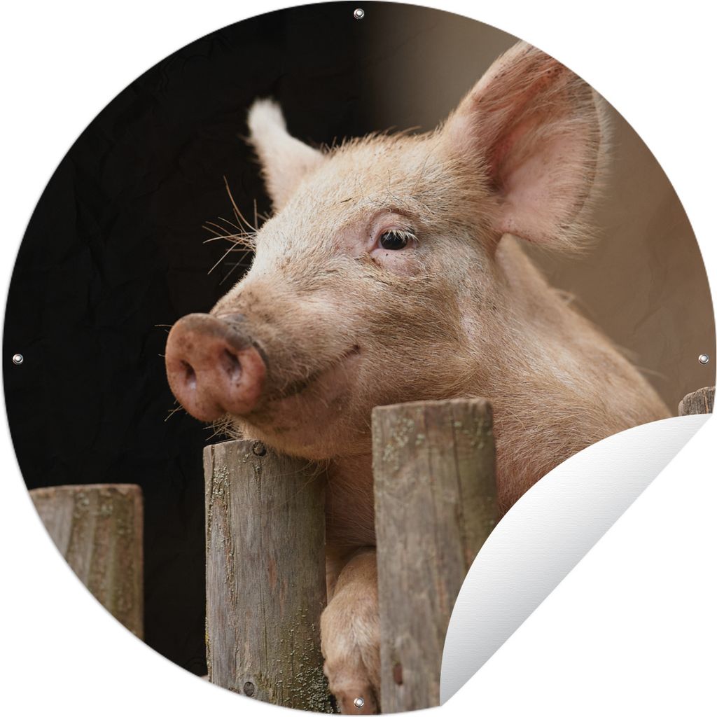 MuchoWow Gartenposter Outdoor-Poster Rund Schwein - Tier - Zaun Ø 90 cm Gartendeko Rundes Poster draußen