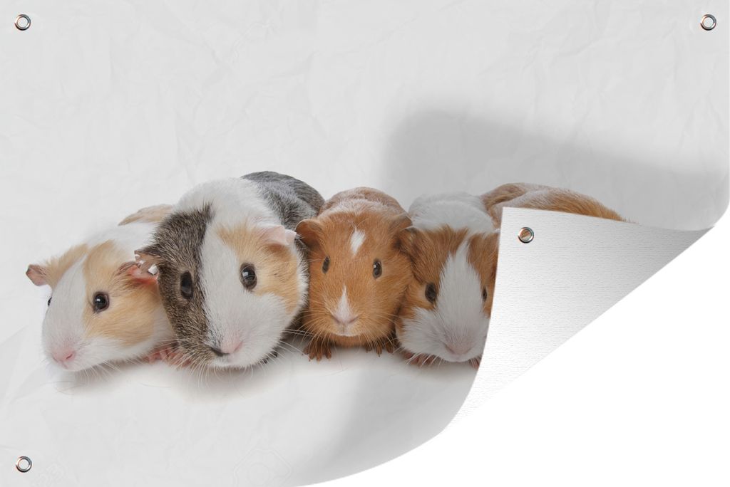 MuchoWow 90x60 cm Outdoor-Poster Gartendeko Sichtschutz Garten Poster für den Garten Fünf Meerschweinchen