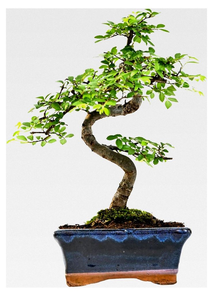 Bonsai Chinesische Ulme – Alter 7-8 Jahre – Höhe 25-35 cm – Topfgröße Ø 15 cm