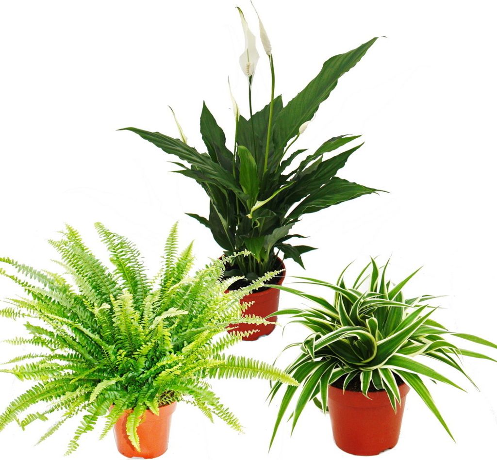 Trio de plantes d'intérieur "Purificateur d'air" - Set de Image du produit 