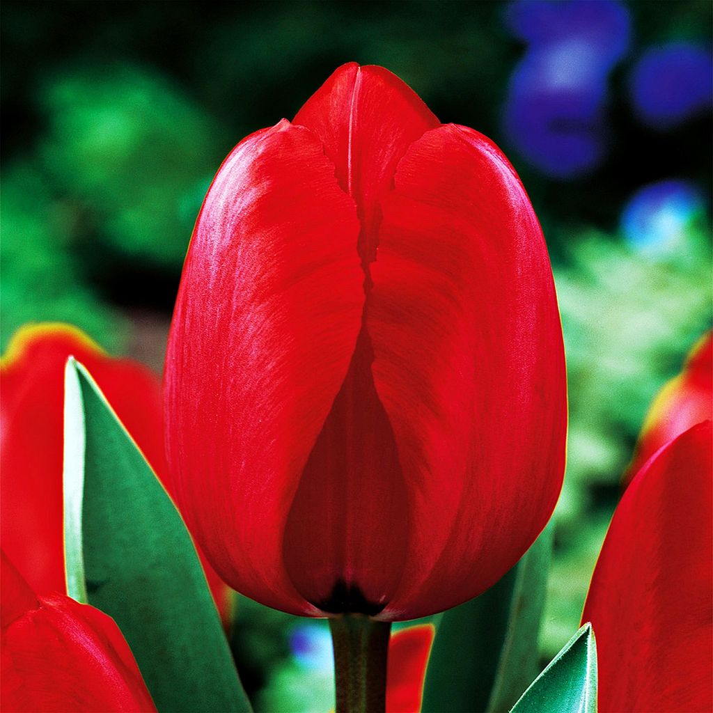 Tulipan Darwina Red Impression 5 szt Tulipany Cebulki Zdjęcie produktu 