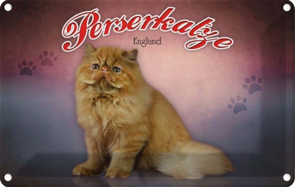 vianmo Blechschild 20x30 cm Katze Perserkatze England Tier Haustier