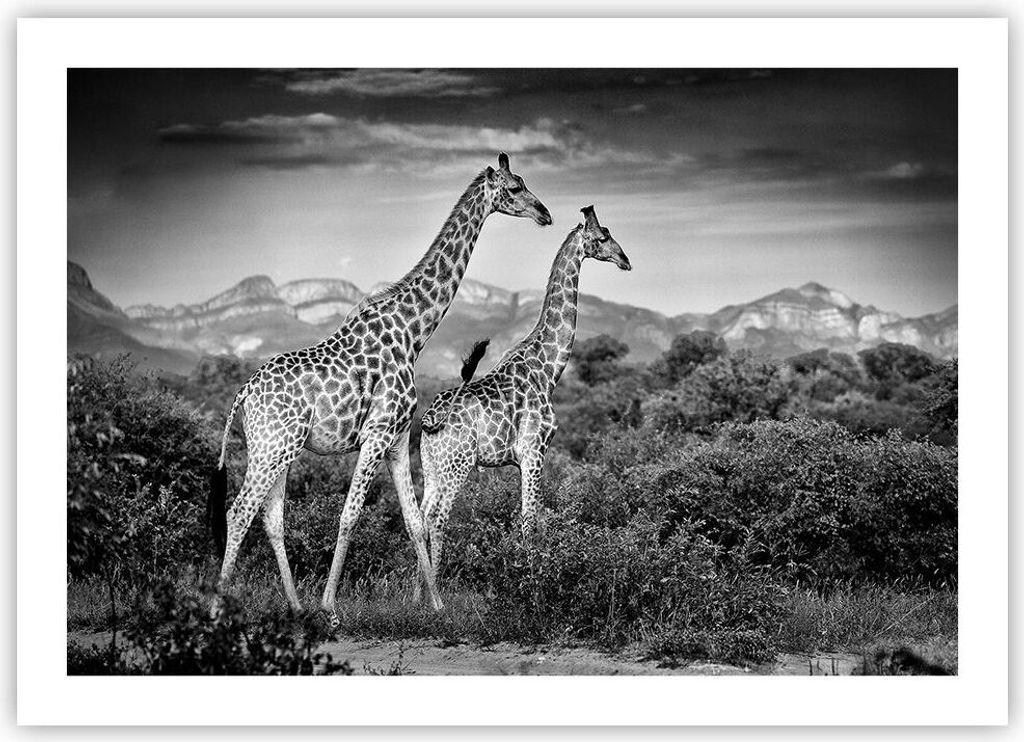 Poster - Poster ohne Rahmen - Giraffen Schwarzweiß Fotografie - 70x50 cm - Wand Bild - Wanddeko - Wandbilder - Kunstposter - Wandposter - Bilder -...