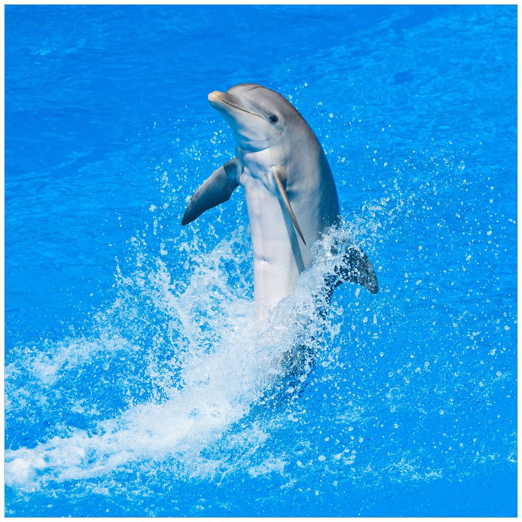 Wallario Möbeldesign - Glasplatte, Schutzplatte mit Motiv - geeignet für Ikea Lack Tisch, Größe: 55 x 55 cm, Motiv: Fröhlicher Delfin im blau...