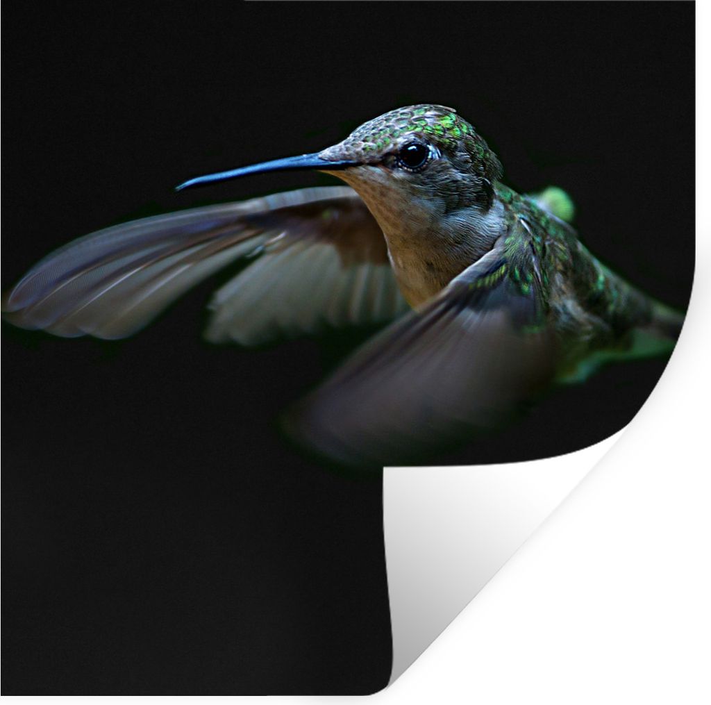 MuchoWow Wandtattoo Wandsticker Wandaufkleber Kolibri - Federn - Schwarz 80x80 cm Selbstklebend und Repositionierbar - Wierderverwendbar - Selbst...