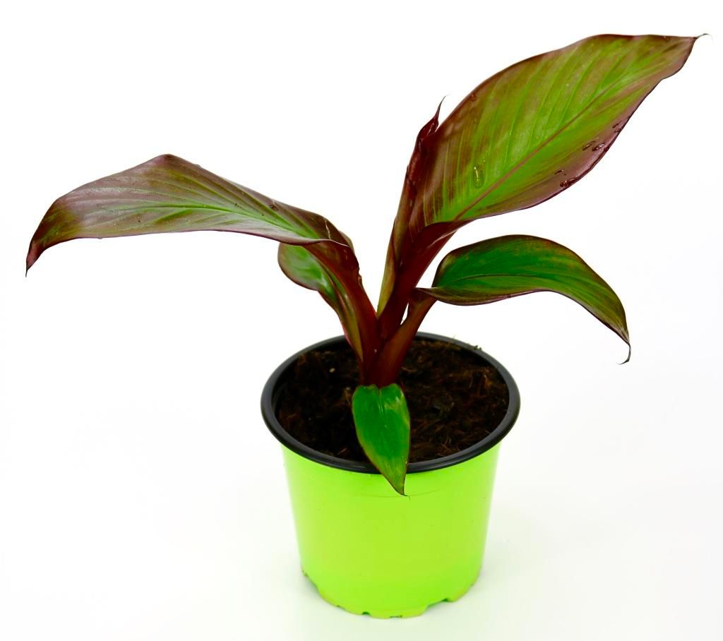 Enseleits Rote Garten Banane, Bananen Pflanze aus Nachhaltigem Anbau!