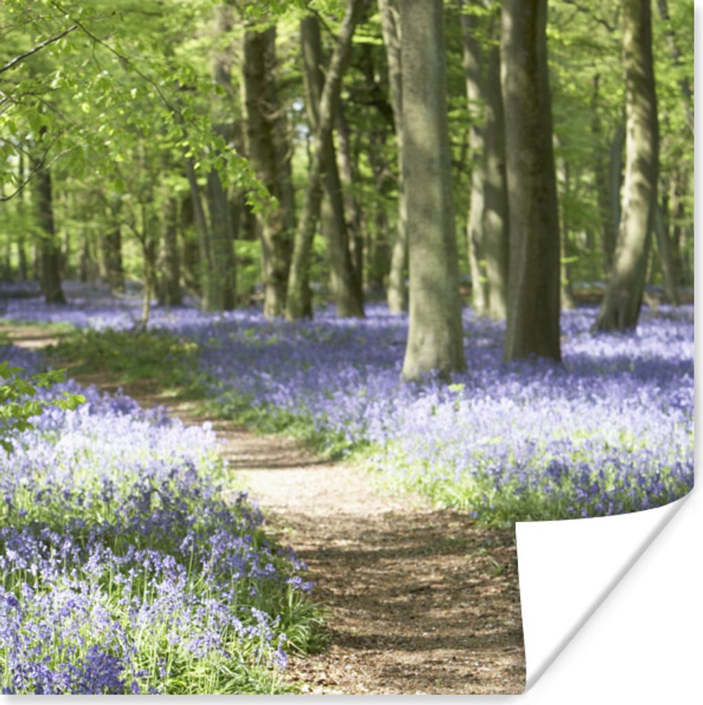 MuchoWow Poster Wald - Weg - Blumen - Lila - Grün - Natur 30x30 cm - Wandposter - Printing