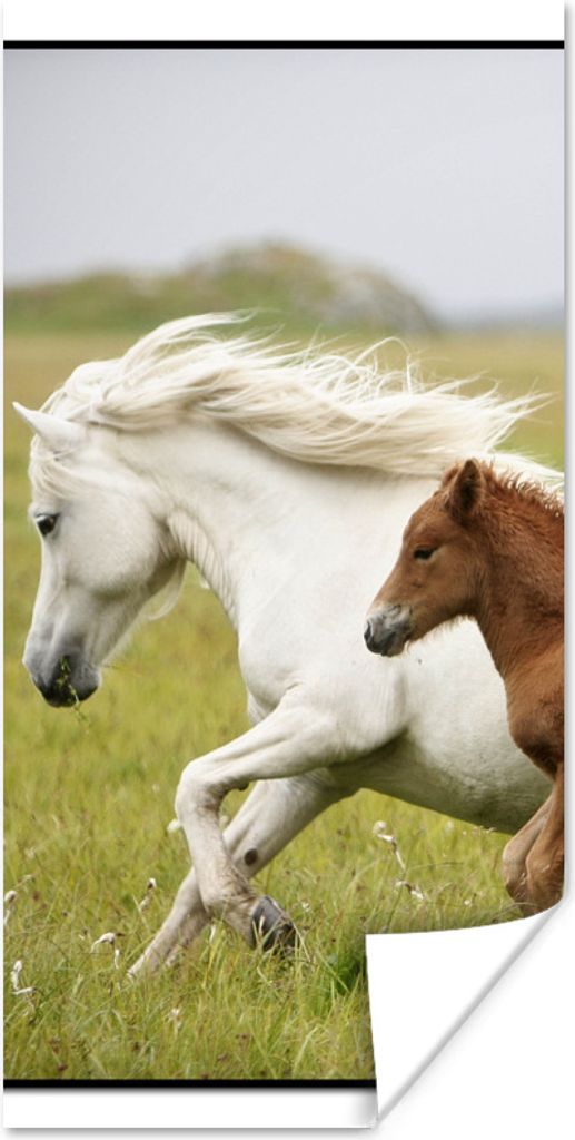 MuchoWow Poster Pferde - Tiere - Gras 75x150 cm - Dekoration für die Wände
