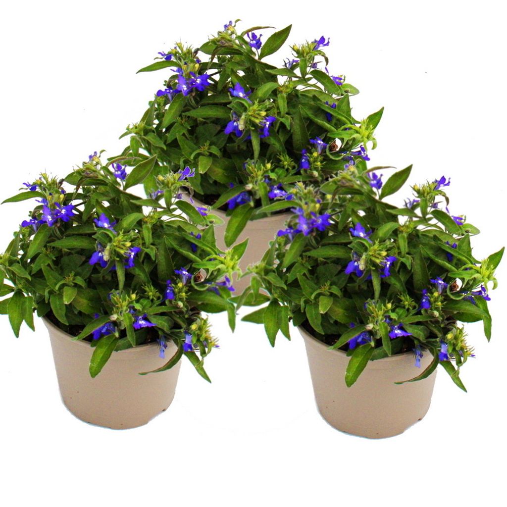 Männertreu hängend - blau - Lobelia richardii - 11cm - Set Produktbild 