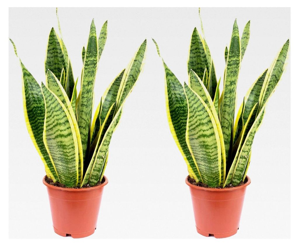 2er-Set Bogenhanf - pflegeleichte Zimmerpflanze, Sansevieria trifasciata Laurentii - Höhe ca. 35 cm, Topf-Ø 12 cm