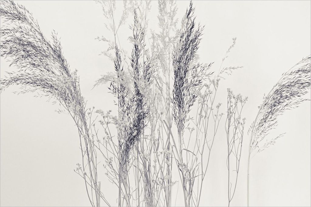 Fototapete Blumen - Vliestapete - Bildtapete UV-beständig Gräser grau Landhaus Wandtapete geruchsfrei