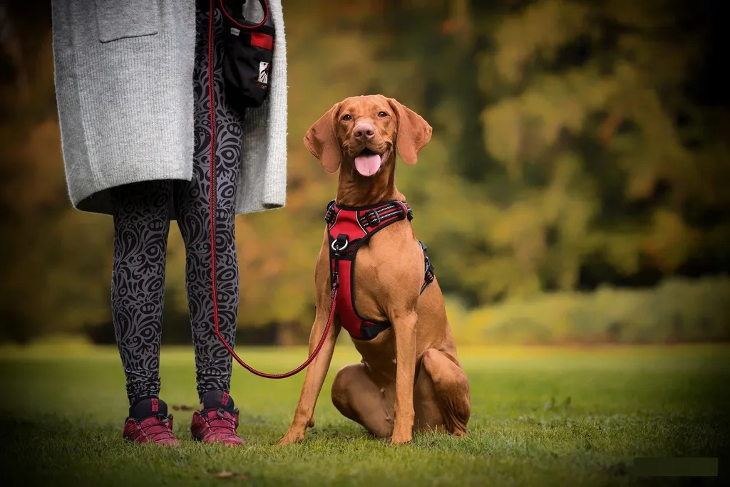 Pettorina Cane Truelove Riflettente M: Equipaggiamento Tecnico No-Pull - 14