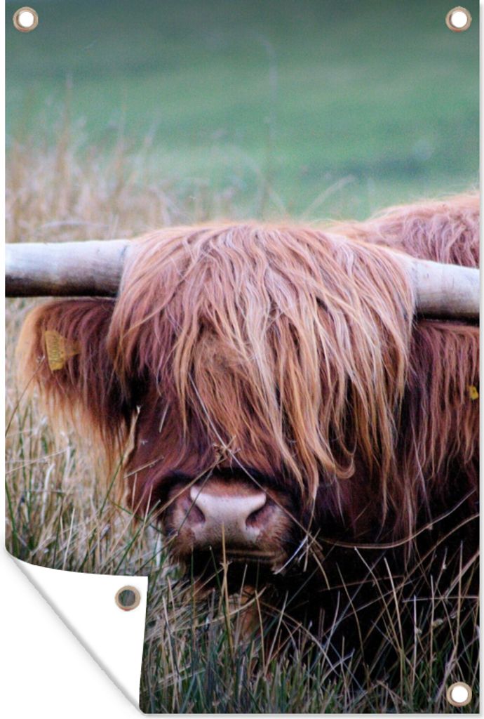 MuchoWow 40x60 cm Outdoor-Poster Gartendeko Sichtschutz Garten Poster für den Garten Schottischer Highlander - Hörner - Gras