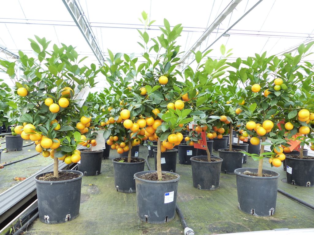 Calamondin Stamm Busch Orange Citrus Mitis 70 - 80 cm Produktbild 7