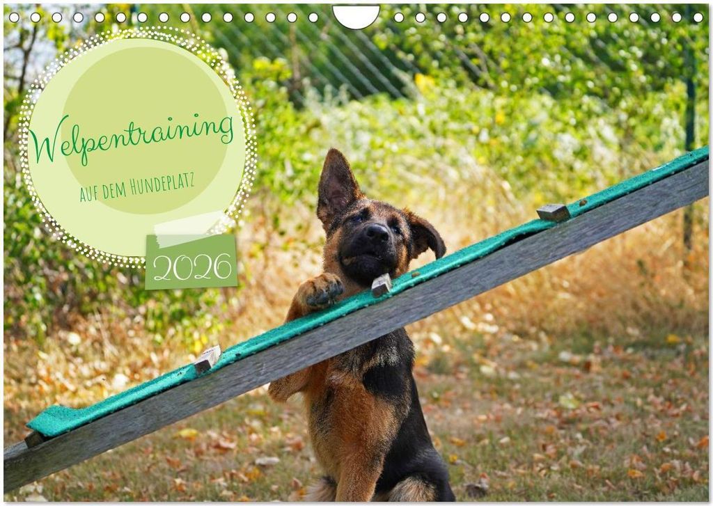 Welpentraining auf dem Hundeplatz (Wandkalender 2026 DIN A4 quer), CALVENDO Monatskalender