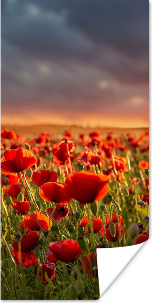 MuchoWow Poster Sonnenuntergang über einem Feld von Mohnblumen 20x40 cm - Plakat - Foto