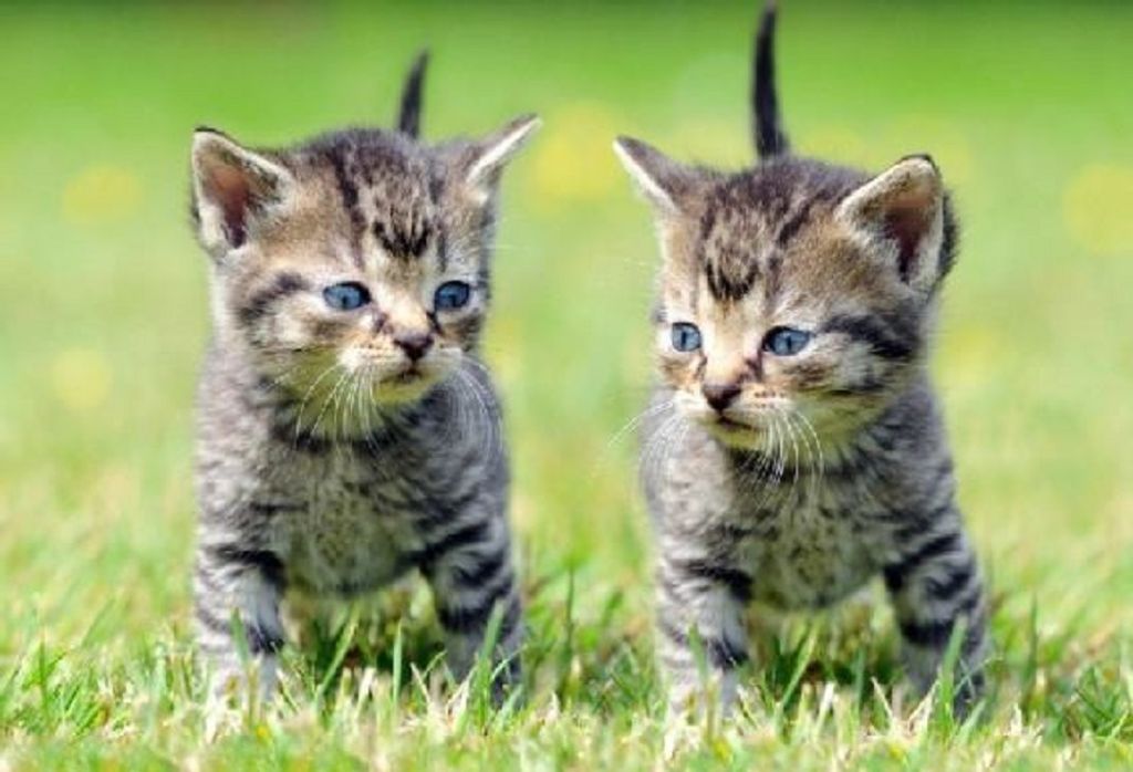 3 D Ansichtskarte Katzen, Katze Postkarte Wackelkarte Produktbild 