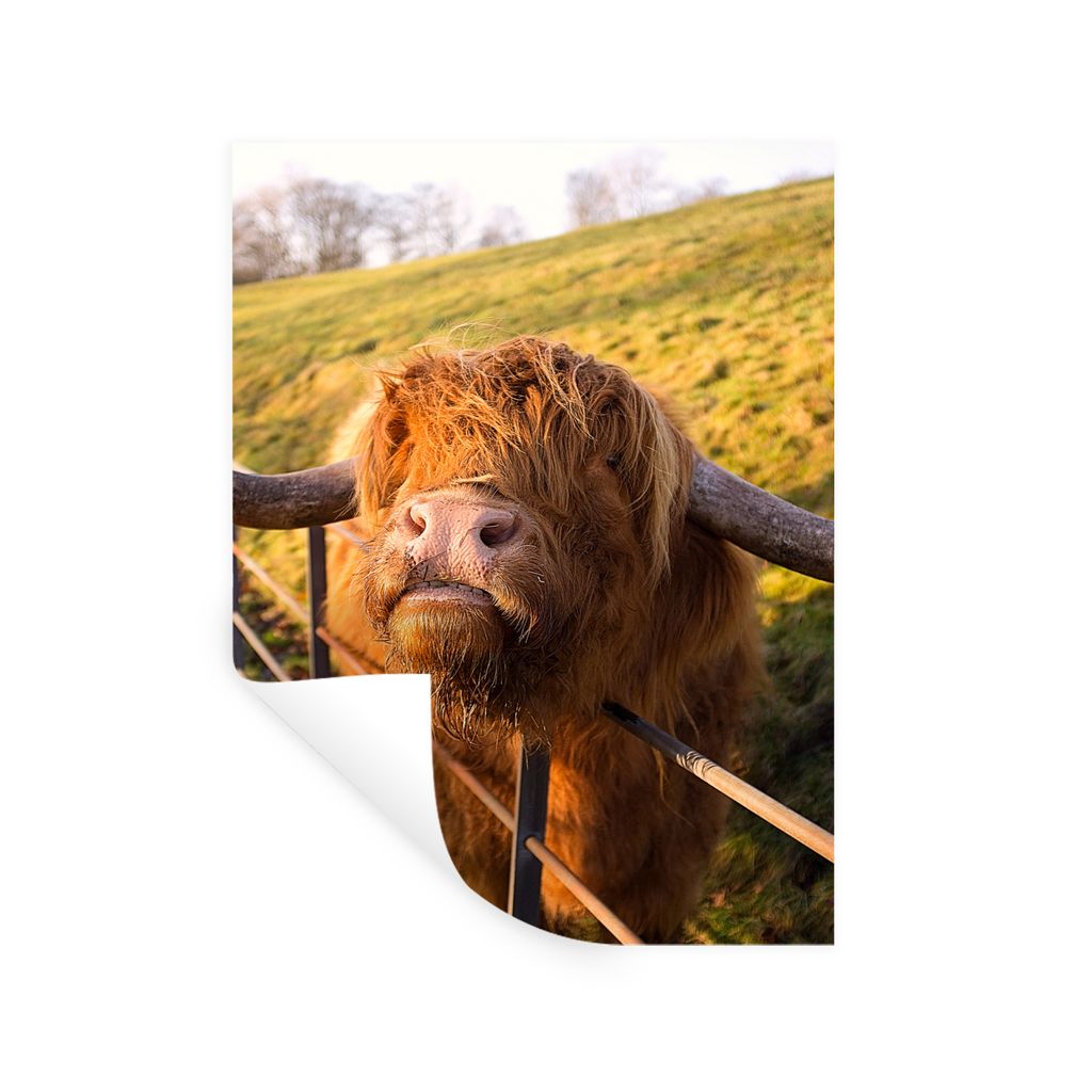 MuchoWow Wandtattoo Wandsticker Wandaufkleber Scottish Highlander - Zaun - Gras 90x120 cm Selbstklebend und Repositionierbar - Faltenfrei