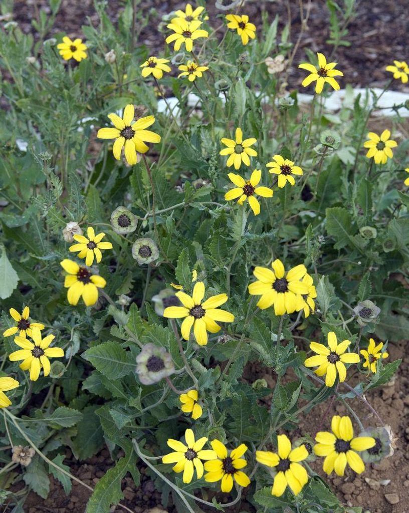 Schokoladenblume (Berlandiera lyrata) 10 Samen, duftend, Produktbild 